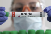OMS reporta en México primera muerte humana por gripe aviar